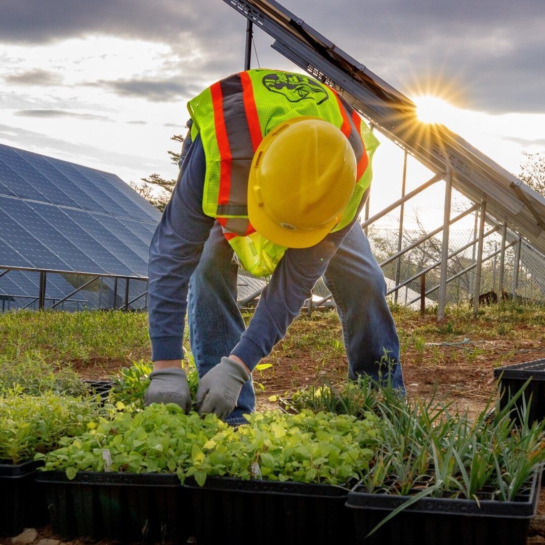 Greenbacker planting pollinator habitat solar panels Greenbacker agrivoltaics solar energy