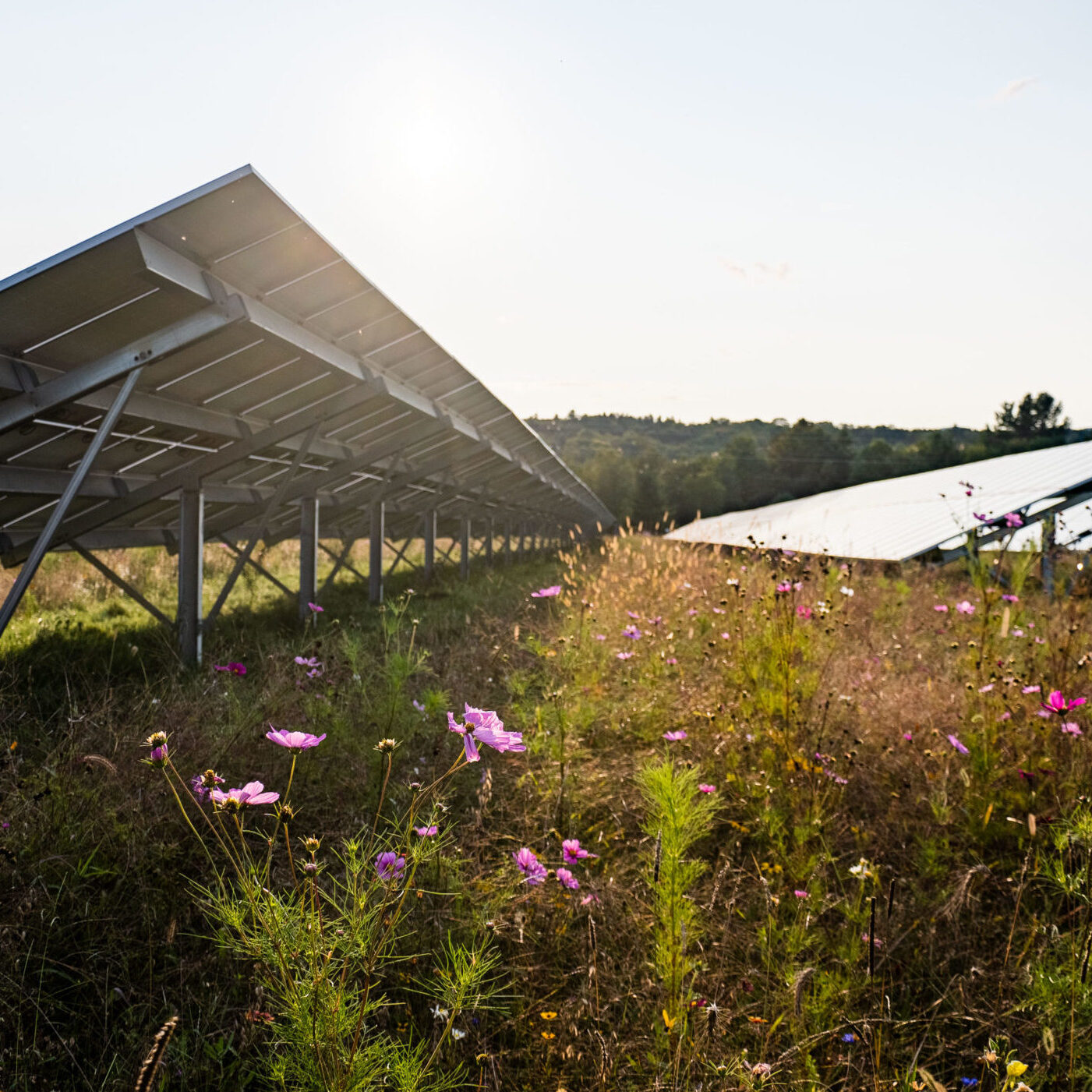 Greenbacker solar energy with pollinators Greenbacker solar energy with pollinators